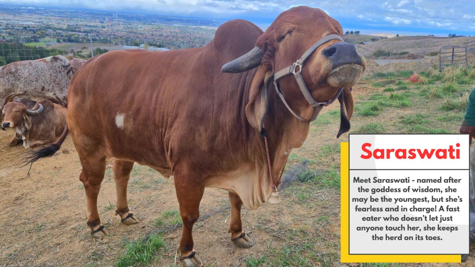 Protected cow at Sri Krishna Balaram Goshala sanctuary in Milpitas California